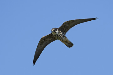Eurasian hobby (Falco subbuteo)