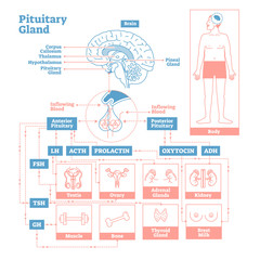 Pituitary Gland of Endocrine System. Medical science vector illustration diagram.