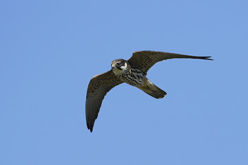 Eurasian hobby (Falco subbuteo)