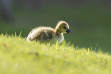 Canada Geese  goslings 