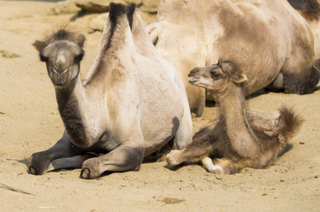camel in desert
