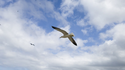 It is a pleasure to watch the free flight of the gulls Larus dominicanus and Fregata magnificens, visiting the beach of Itaipu, in Niter&oacute;i, Rio de Janeiro.