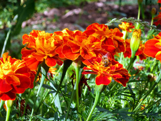 Bee on the flower of Tagetes patula in the autumn garden.