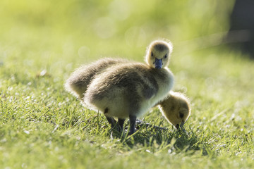 Canada Geese  goslings 