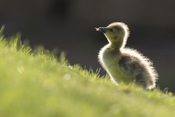Canada Geese  goslings 
