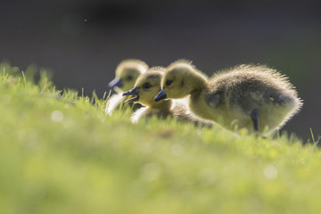 Canada Geese  goslings 