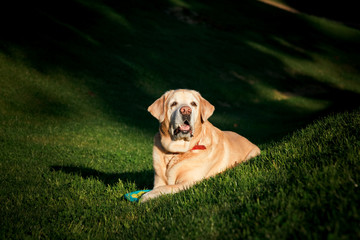 Playful Adorable Labrador Retriever sitting on green grass with his frisbee