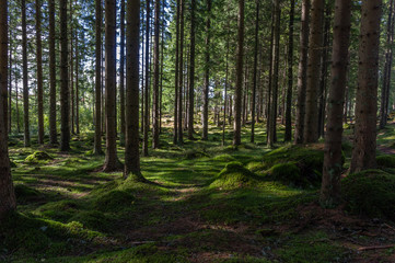 Fototapeta na wymiar Forest in Sweden