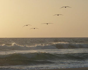 Bird Flying