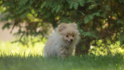 little furry dog on the grass