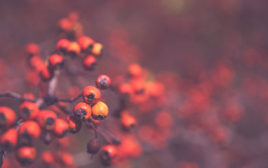Red berries of a hawthorn tree. Autumn forest