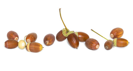 Many brown acorns white background