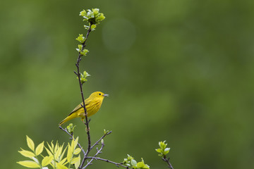 Yellow warbler (Setophaga petechia) in spring