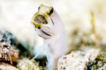 Macro Close-Up of Male Yellow-Headed Jawfish carrying Eggs in Mouth - Mouth brooding in Little...