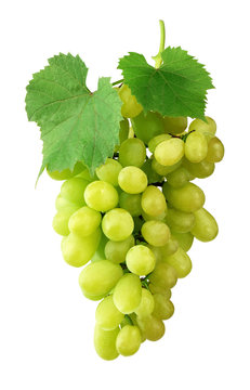 Bunch of ripe grapes with leaves, isolated on white background without shadow. Close-up. Varietal grapes. Winemaking.