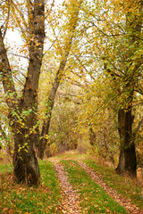 beautiful autumn landscape, yellow leaves and ground road in forest