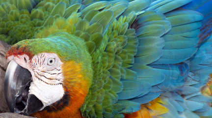 Fototapeta premium Close up Colorful of Catalina Macaw ( Hybrid between Scarlet Macaw and Blue and Yellow Macaw) bird's feathers with red yellow orange and blue shades, exotic nature background and texture