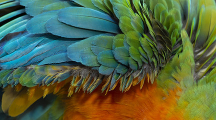 Close up Colorful of Catalina Macaw ( Hybrid between Scarlet Macaw and Blue and Yellow Macaw) bird's feathers with red yellow orange and blue shades, exotic nature background and texture