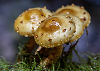 Mushrooms found along multnomah falls