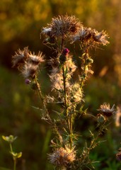przekwitający kwiat ostu © Henryk Niestrój