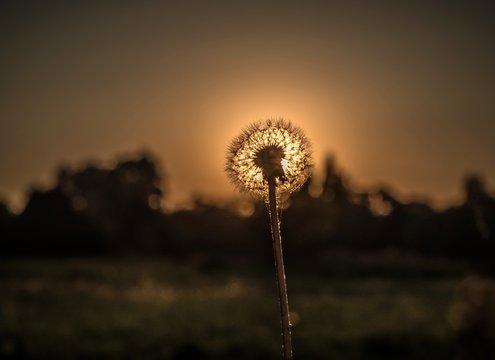 Fototapeta jesienny dmuchawiec na tle słońca