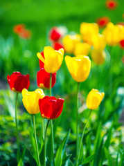 Fototapeta premium Yellow and red tulips.
