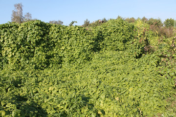 Fototapeta na wymiar Green thickets of Thladiantha dubia or Manchu tubergourd