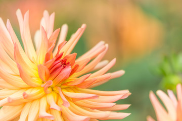 Kaktusdahlie in Großaufnahme blüht im Spätsommer.