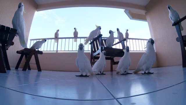 Low angle, flock of cockatoos on balcony
