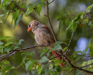 Female cardinal