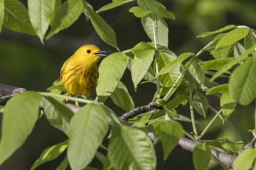 Yellow warbler (Setophaga petechia) in spring