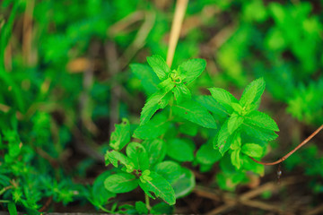 Green Mint Plant Grow