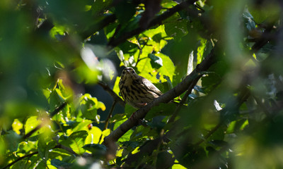 A bird in the branches