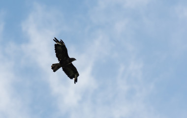 Hawk in flight