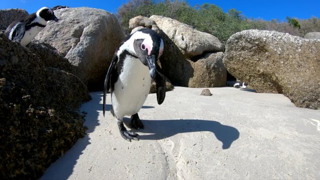 Close up, African Penguin on sandy beach