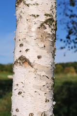 white bark of a birch tree
