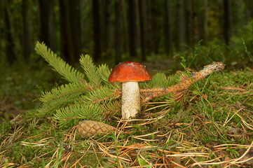 Mushroom orange-cap boletus on the background of spruce branches in the forest