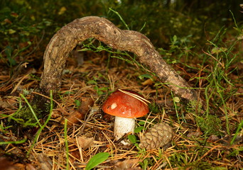 Mushroom orange-cap boletus near of driftwood in forest
