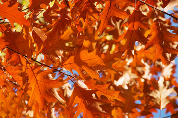 Bright autumn leaves in the natural environment.