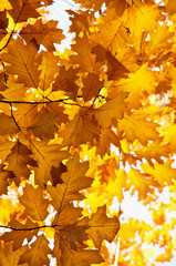 Bright autumn leaves in the natural environment.