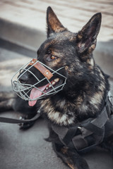 A police dog in a muzzle
