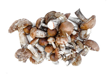 Heap of brown cap boletus lessinum scabrum isolated on white background.