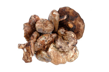 Paxillus mushroom heap isolated on the white background.