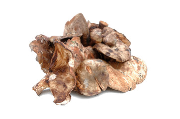 Paxillus mushroom heap isolated on the white background.
