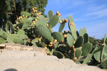 cactus and blue skies 