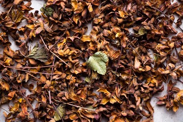 Dried berries cloudberry. They are used for colds, they are brewed with tea in order to keep warm. Very useful and have lots of vitamins.