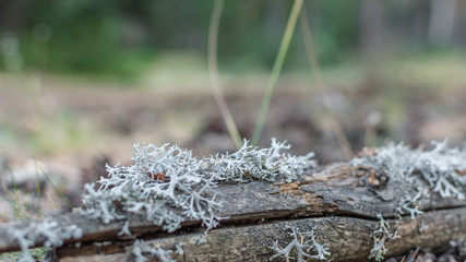 Fototapeta na wymiar Pine branch covered with lichens