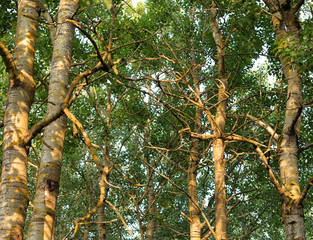 Deciduous forest at summer.