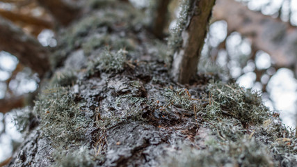 Pine trunk covered in lichen