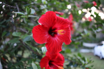 beautiful red hibiscus